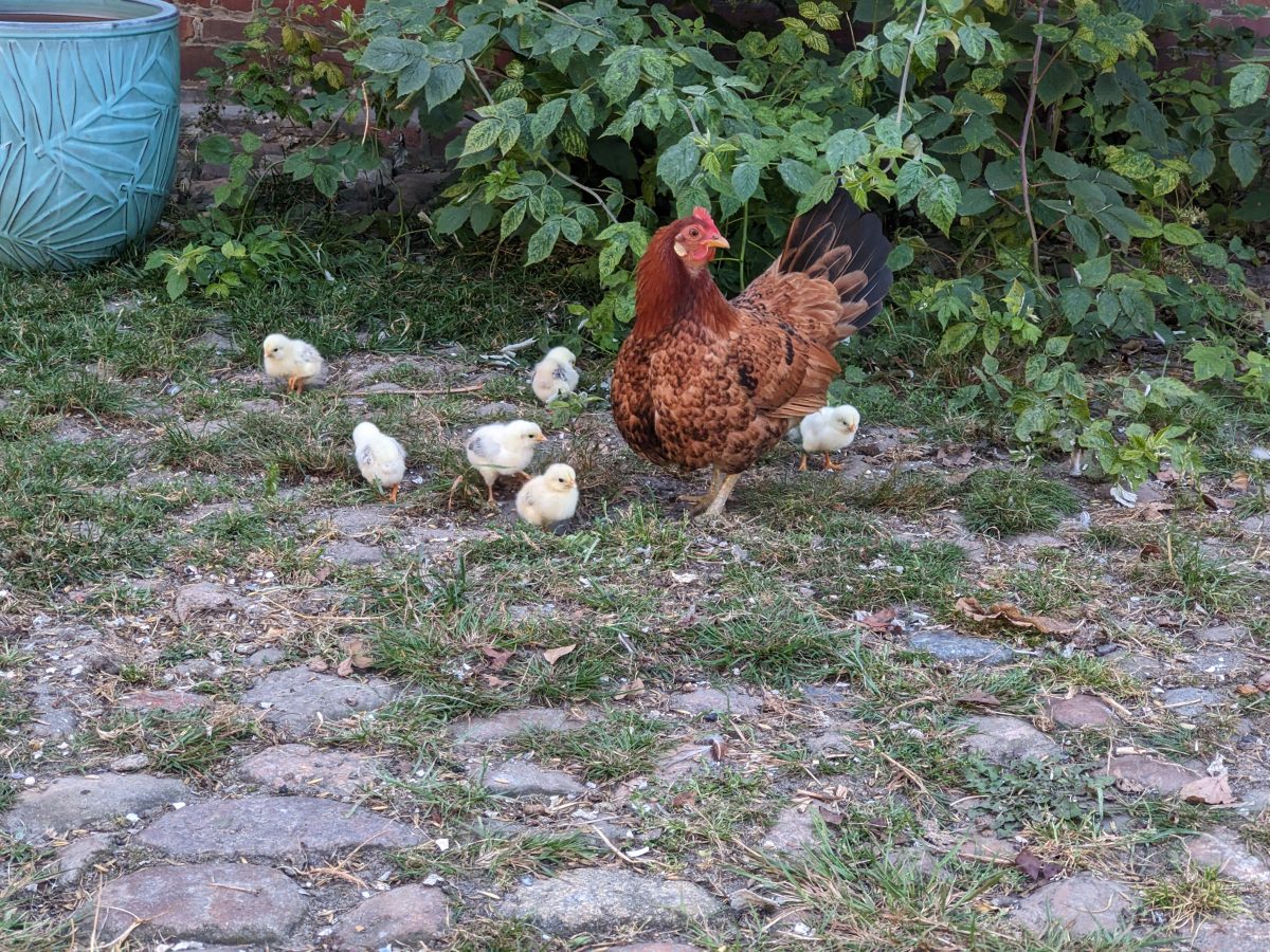 Huhn und Kücken - die Location in Plönjeshausen ist eben sehr ländlich. Wird Euch gefallen!